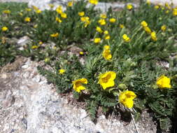 Image de Geum rossii var. turbinatum (Rydb.) C. L. Hitchc.