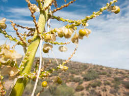 Imagem de Nolina microcarpa S. Watson