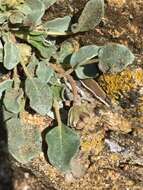 Image of Coville's dwarf sand verbena