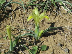 Слика од Iris caucasica Hoffm.