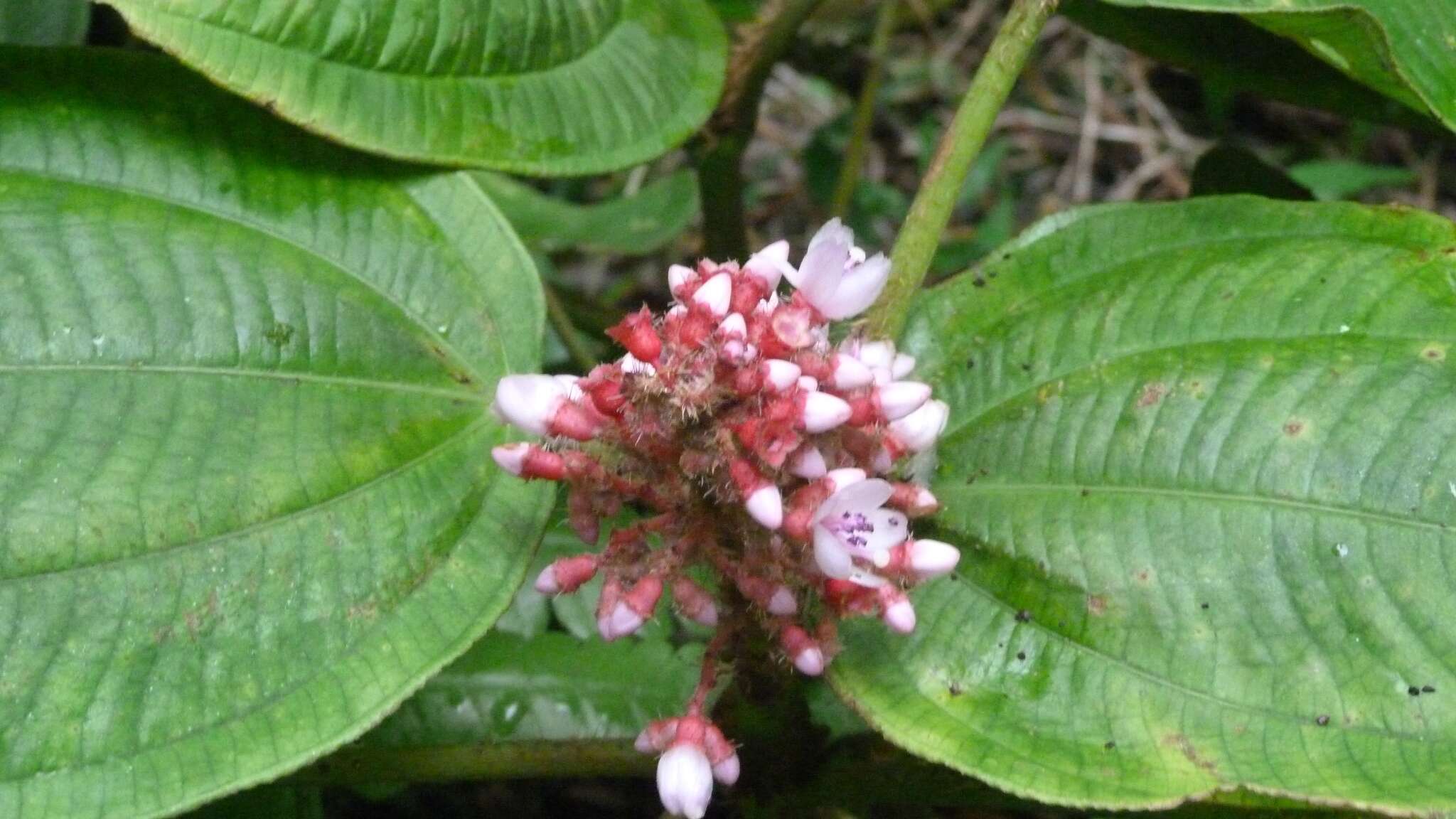 Image of Tococa platyphylla Benth.