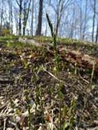 Image of roughleaf ricegrass