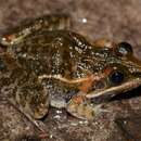 Image of Lukula grassland frog