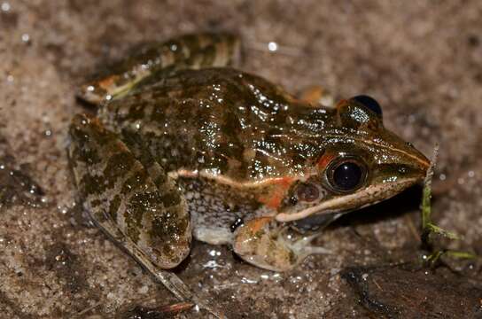 Image of Lukula grassland frog