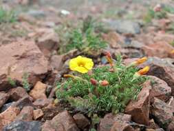 Image of Oxalis subacaulis Gill.