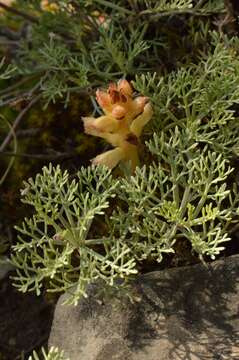 Image of Orobanche artemisiae-campestris Gaudin