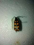 Image of Leptura quadrifasciata Linné 1758