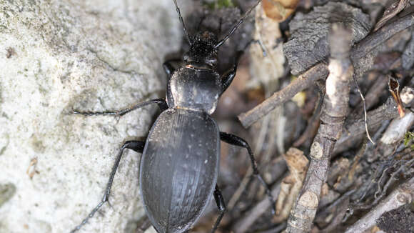 Imagem de Carabus (Carabus) vinctus (Weber 1801)