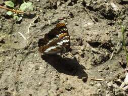 Image of Lorquin's Admiral