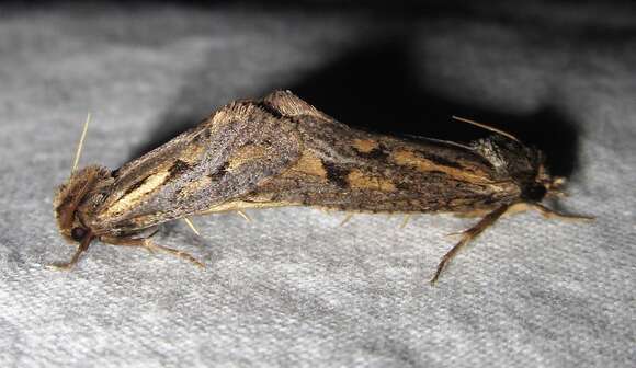 Image of Clemens' Grass Tubeworm Moth