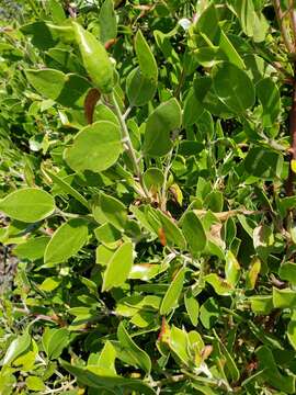 Sivun Arctostaphylos manzanita subsp. laevigata (Eastw.) Munz kuva