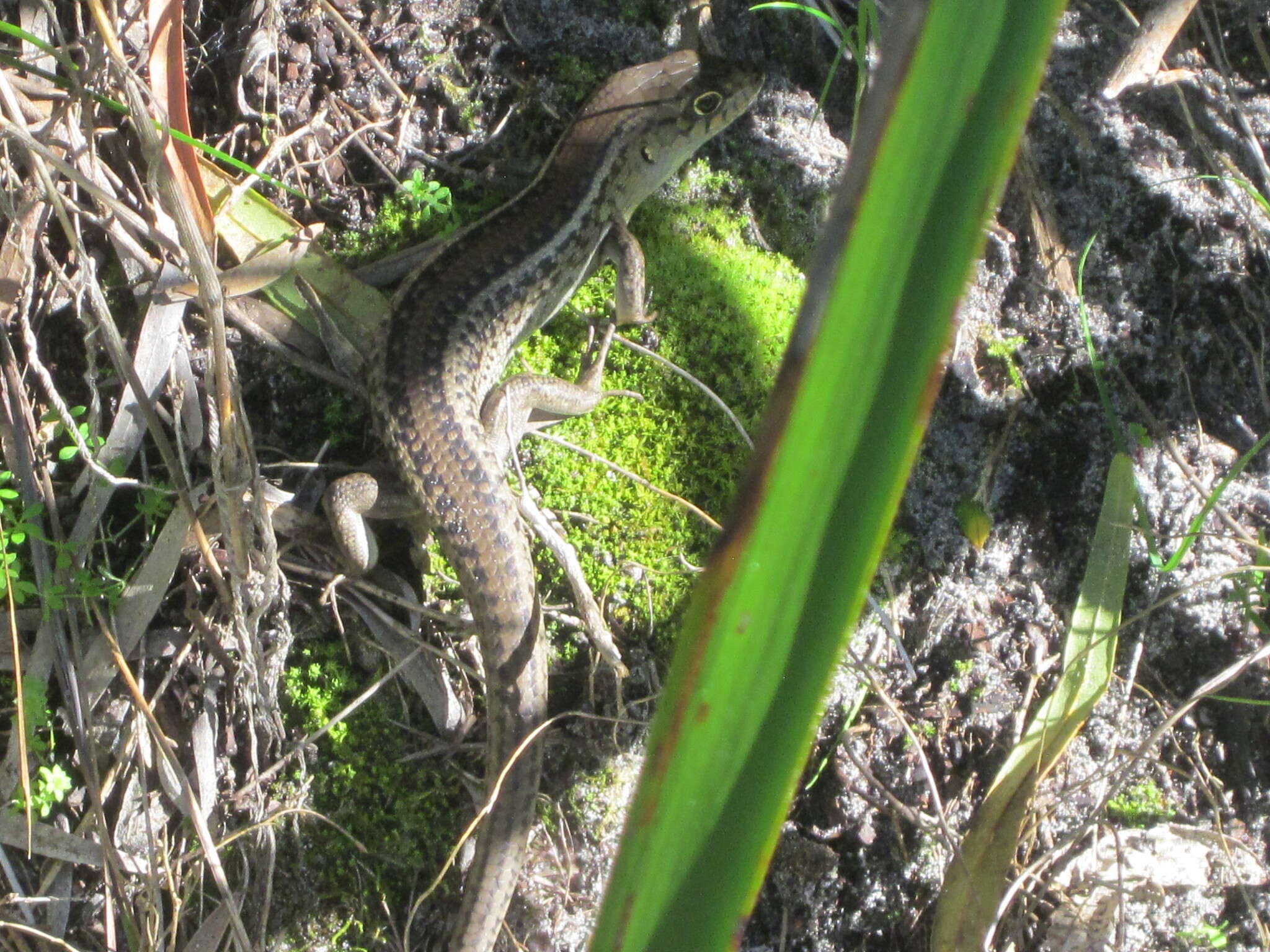 Image of South-western Rock-skink