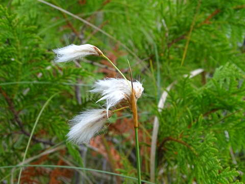 Image of Few-Nerve Cotton-Grass