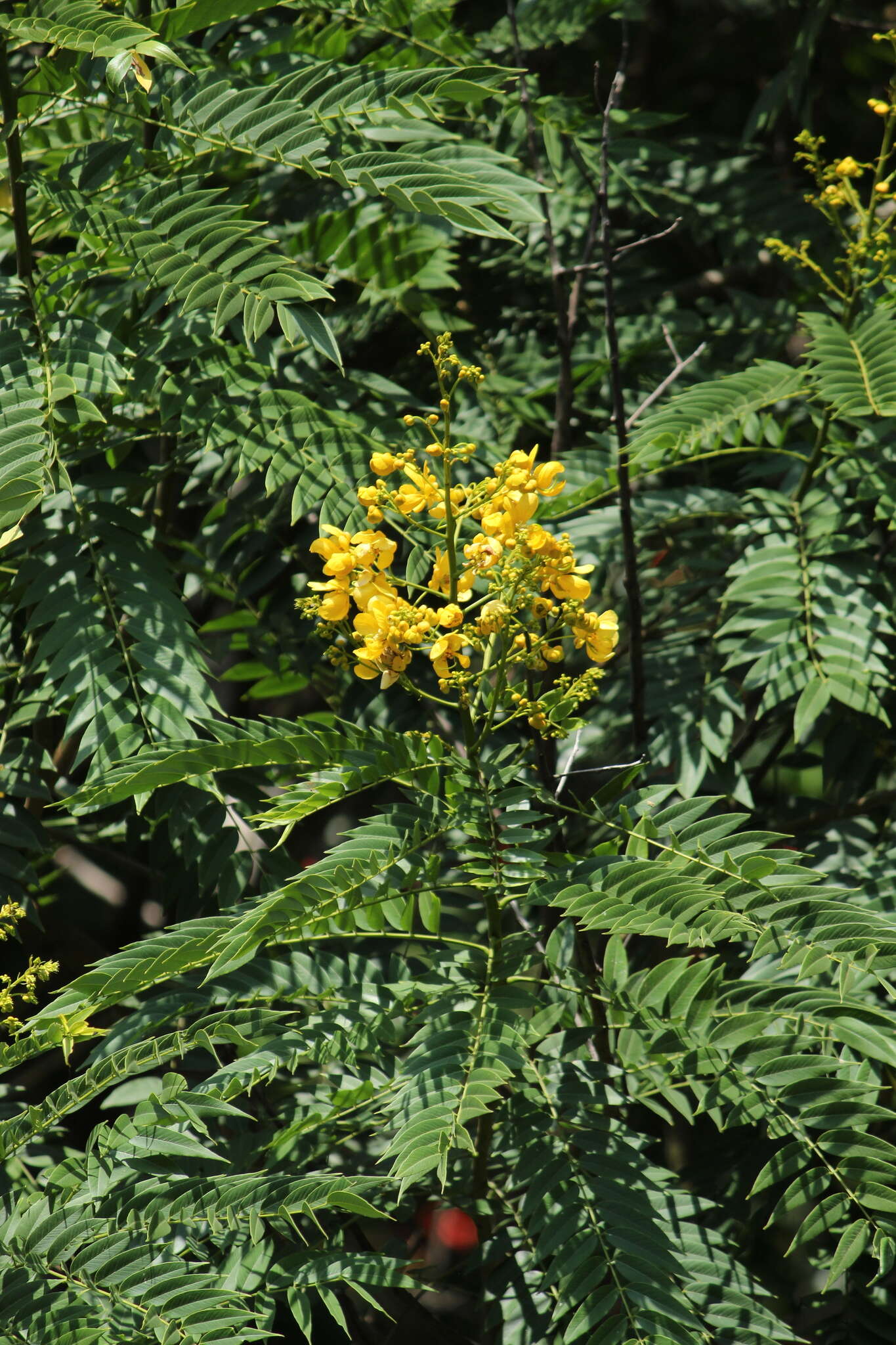 Senna spectabilis (DC.) H. S. Irwin & Barneby resmi