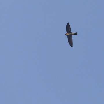 Image of Indian Swiftlet