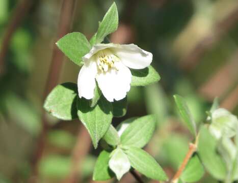 Imagem de Philadelphus microphyllus A. Gray