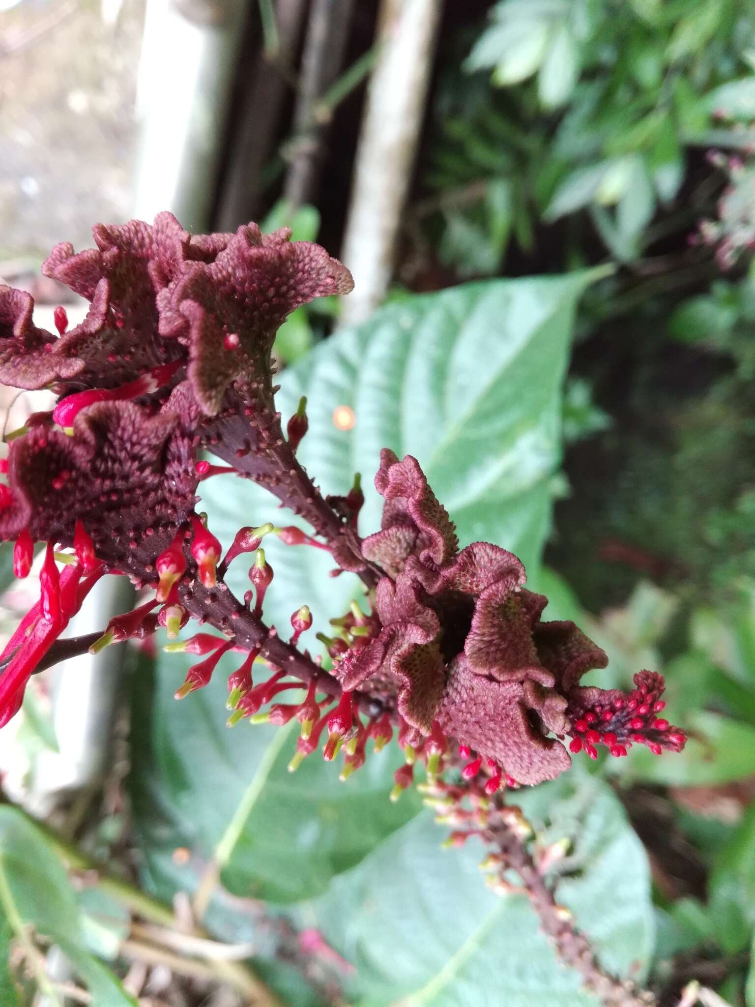 Image of Cardinal's guard flower