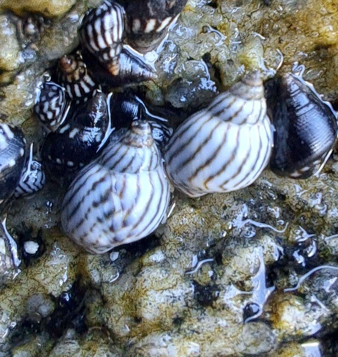 Image of zebra periwinkle