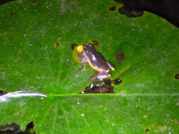 Image of Common Reed Frog