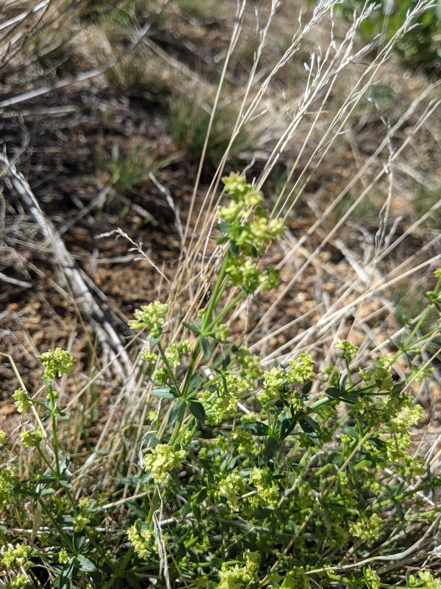 Imagem de Galium multiflorum Kellogg