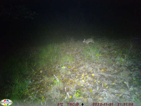 Image of Japanese Hare