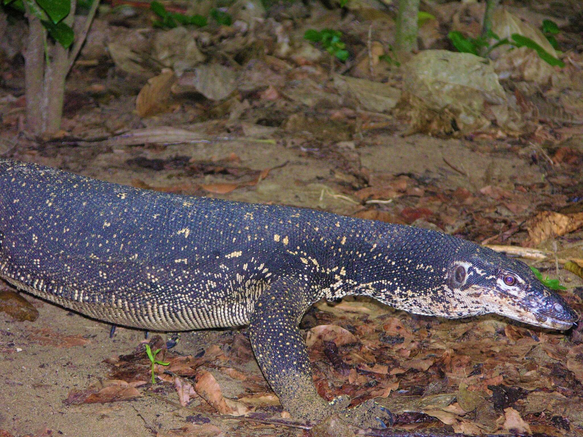 Image of Varanus palawanensis Koch, Gaulke & Böhme 2010