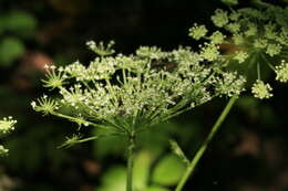 Angelica anomala subsp. sachalinensis (Maxim.) H. Ohba的圖片