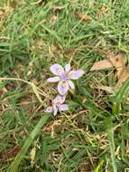 Image of Moraea setifolia (L. fil.) Druce