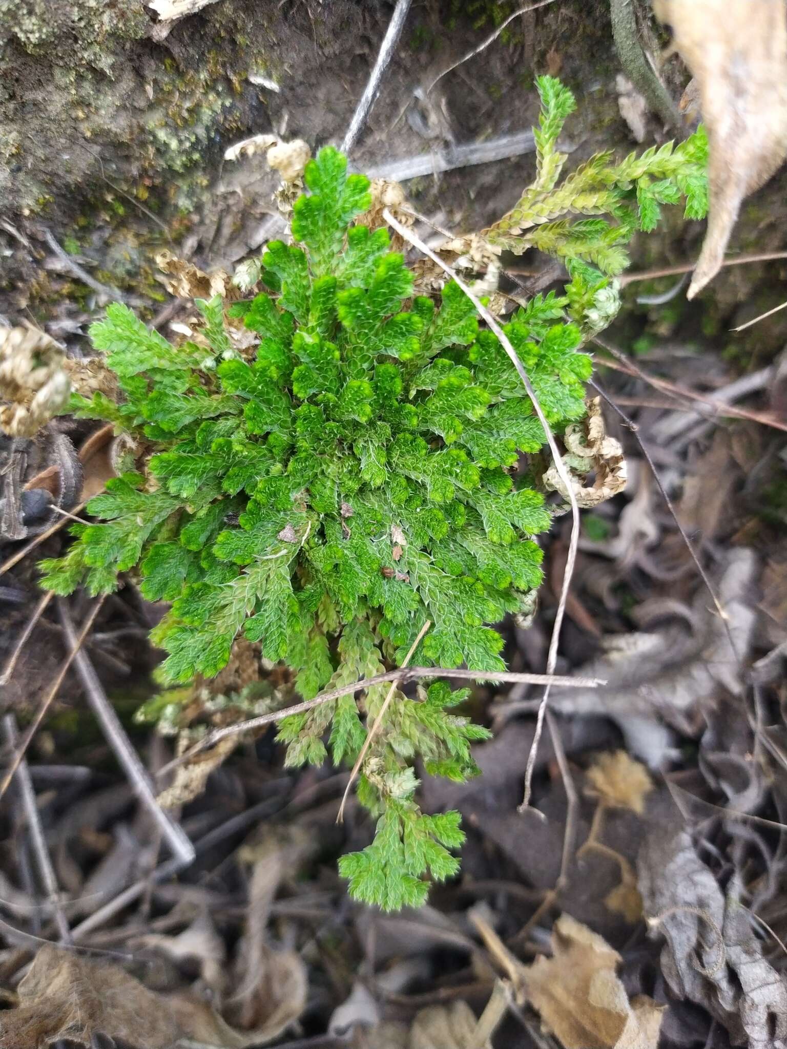 Image of Selaginella pallescens (C. Presl) Spring