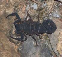 Image of Florida Bark Scorpion