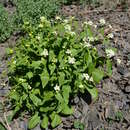 Image of Eutrema integrifolium (DC.) Bunge