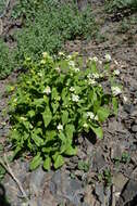 Imagem de Eutrema integrifolium (DC.) Bunge