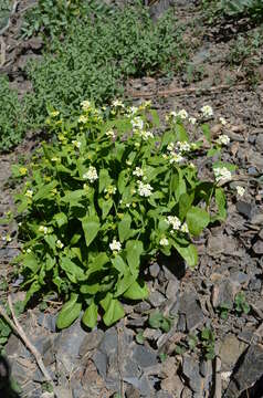 Imagem de Eutrema integrifolium (DC.) Bunge