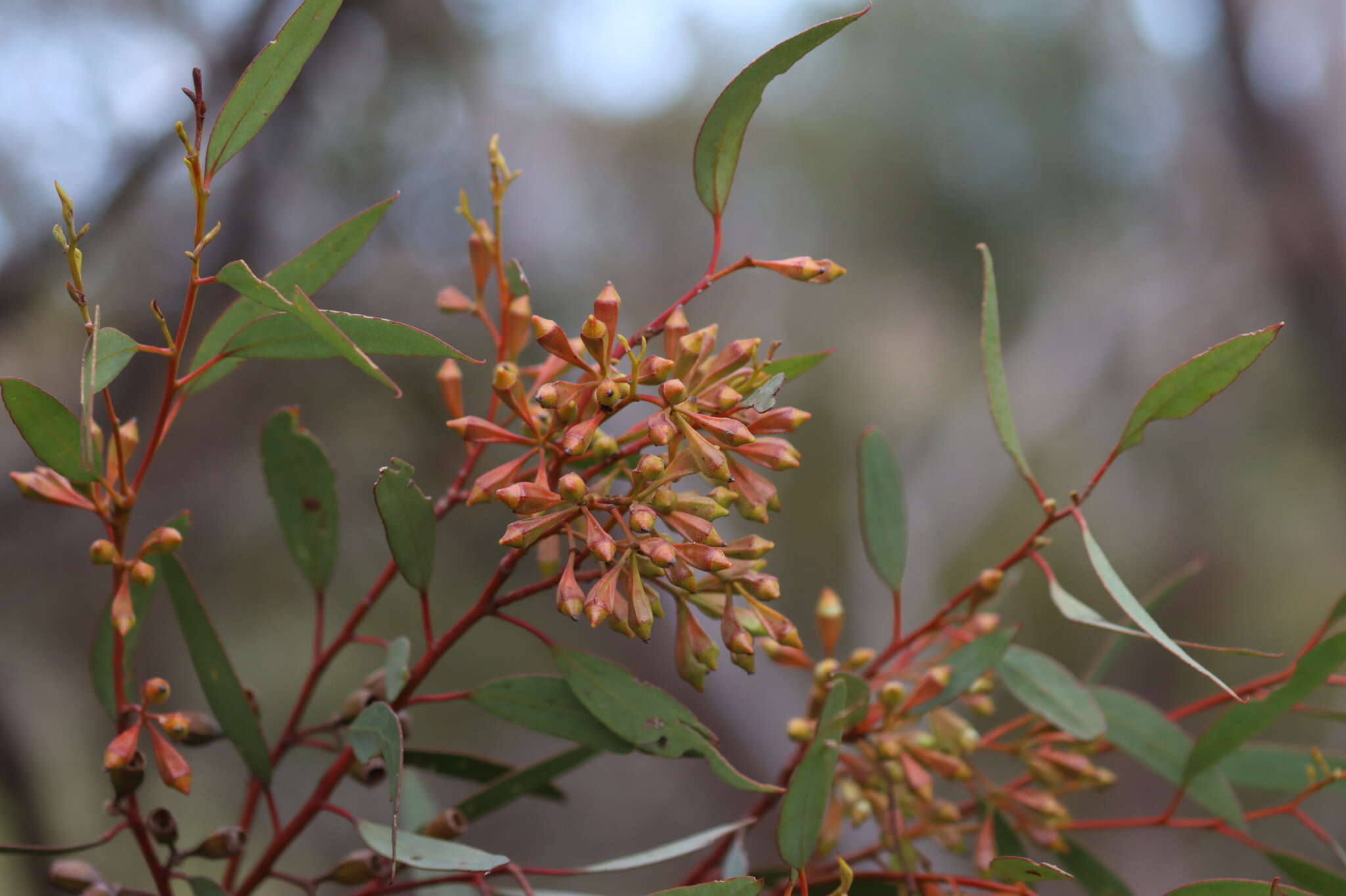 Image of Eucalyptus calycogona subsp. calycogona