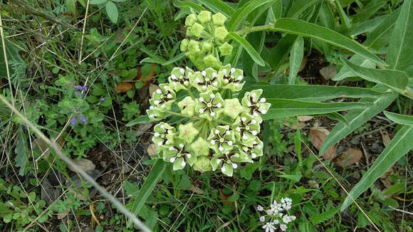 Image of spider milkweed