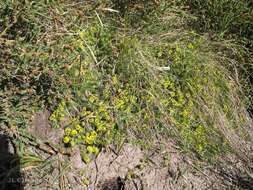 Image of Thymelaea coridifolia (Lam.) Endl.