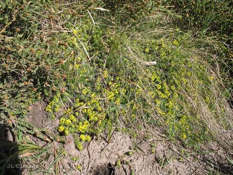 Слика од Thymelaea coridifolia (Lam.) Endl.