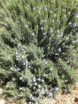 Imagem de Salvia rosmarinus Schleid.