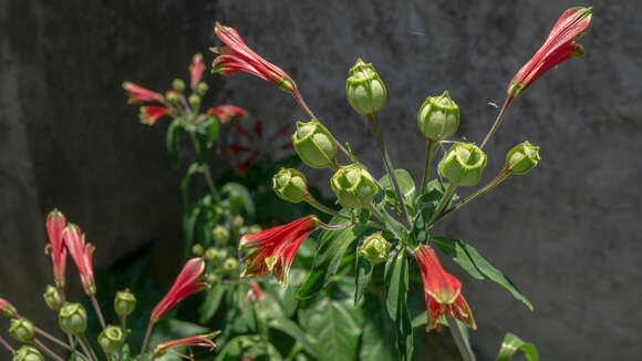 Image of lily of the Incas