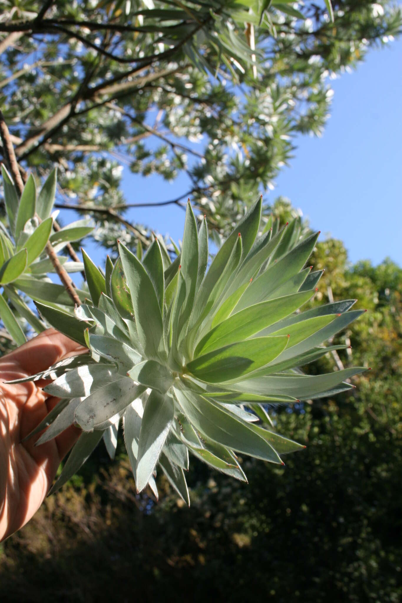 Image de Leucadendron argenteum (L.) R. Br.