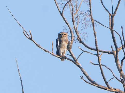 Image of Forest Owlet