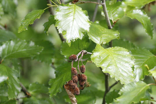 Imagem de Alnus alnobetula subsp. sinuata (Regel) Raus