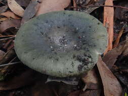 Image of Russula iterika Grgur. 1997