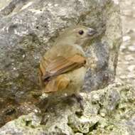 Image of Barbados Bullfinch