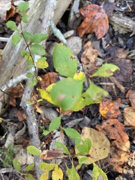 Image of American barberry