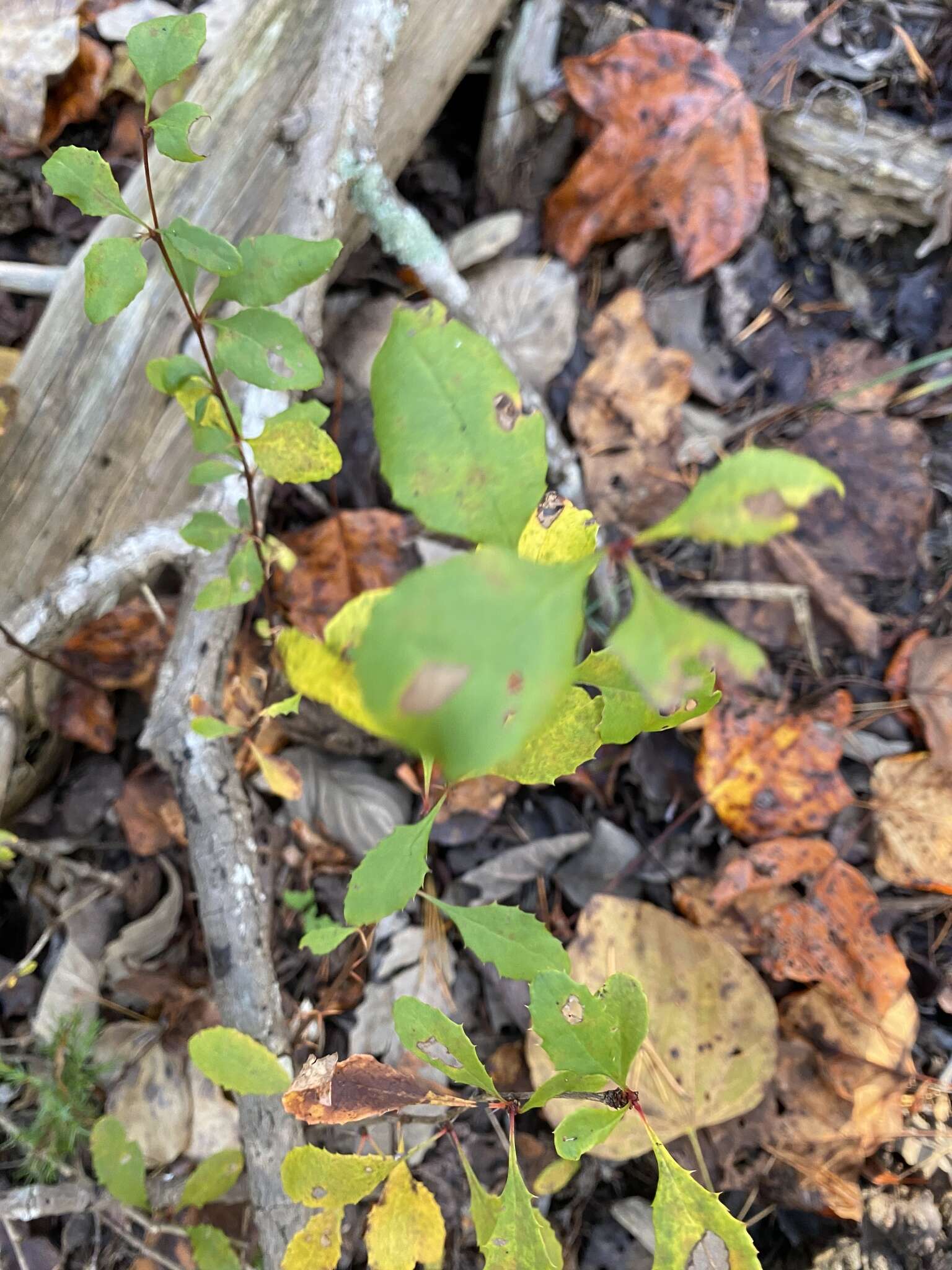 Plancia ëd Berberis canadensis Miller