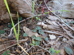 Image of Mayfly orchid