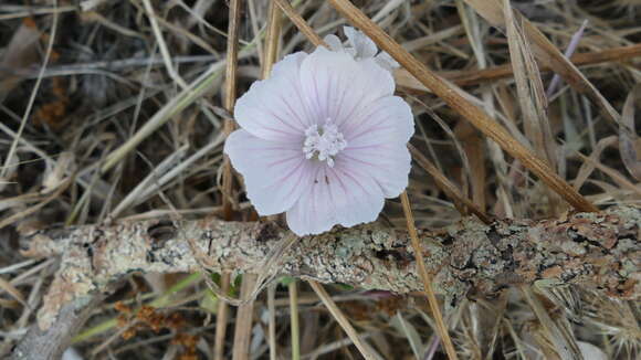 Imagem de Malva hispanica L.