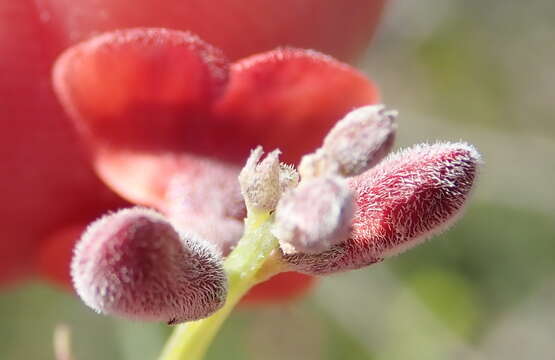 Image of Indigofera candicans Aiton