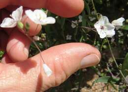 Imagem de Heliophila amplexicaulis L. fil.